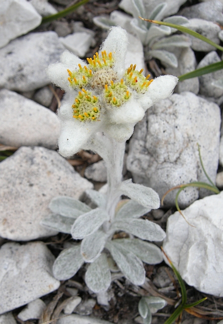 Leontopodium nivale / Stella alpina  appenninica